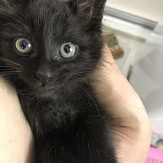 子猫の里親募集します。