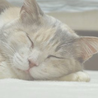 あにまるあいず(保護活動者)