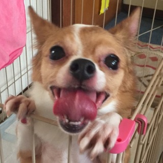 保護されたチワワ系mixの女の子