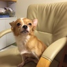 保護されたチワワ系mixの女の子 サムネイル7