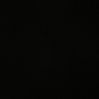 立ち耳スコティッシュ♂