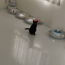 アルミ製猫鍋追加