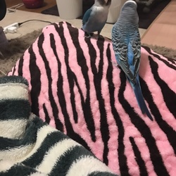 「我が家の息子たち( •̀∀•́ )✧」サムネイル2