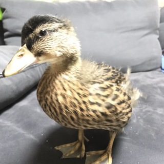 コールダックちゃんの里親募集です