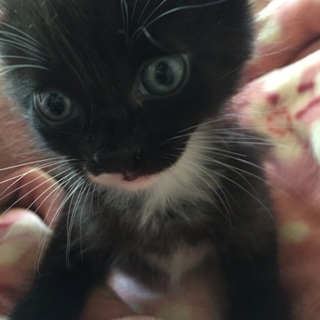 可愛い子猫☆募集中