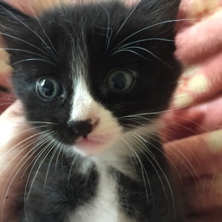 可愛い子猫☆募集中