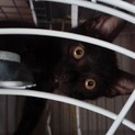 黒猫ちゃんの里親になってください