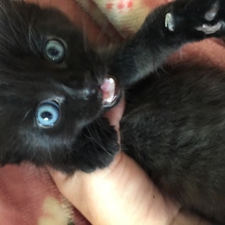 可愛い子猫☆募集中