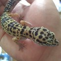レオパードゲッコーを譲ります