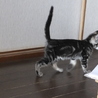 里親募集です。 サムネイル2
