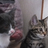 里親募集です。 サムネイル3