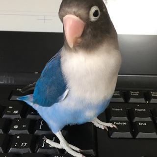 ブルーボタンインコ里親募集