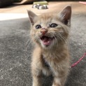 子猫さん里親募集中です