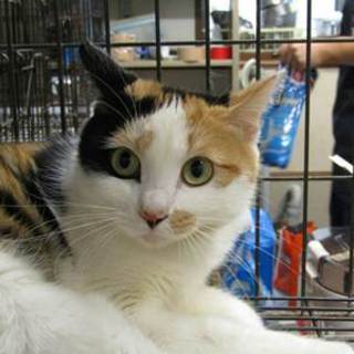 ふぅちゃん　　１歳半くらいの女の子