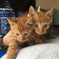 「新しいニャン生スタート」サムネイル1