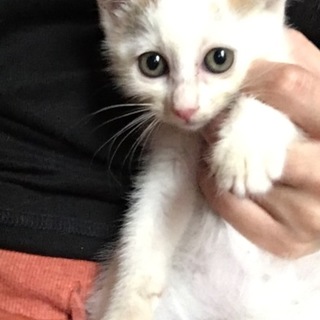 躾済みのふわっふわハーフ顔