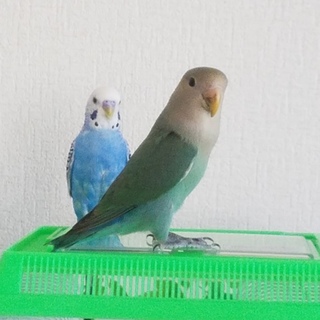 ｾｷｾｲｲﾝｺと小桜ｲﾝｺです。宜しくお願いします