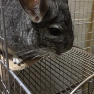 チンチラ スタンダードグレー 姉妹2匹