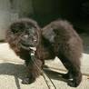 チャウチャウの男の子 サムネイル2