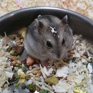 多頭崩壊からのレスキュー