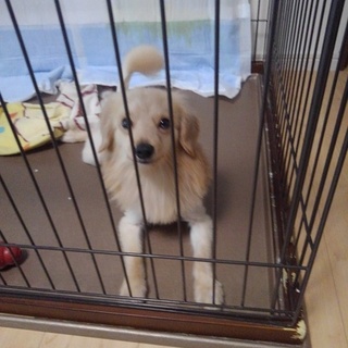 Mix犬(仮名ムック)の里親募集