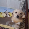 Mix犬(仮名ムック)の里親募集 サムネイル2