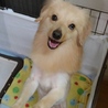 Mix犬(仮名ムック)の里親募集 サムネイル3