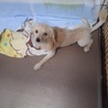 Mix犬(仮名ムック)の里親募集 サムネイル5