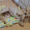 Mix犬(仮名ムック)の里親募集 サムネイル7
