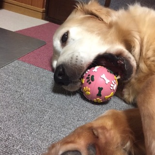 ☆温厚☆シニア☆8歳ゴールデン♀