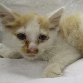 緊急！！　明日（7/14）の朝が期限です！