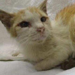 緊急！！　明日（7/14）の朝が期限です！