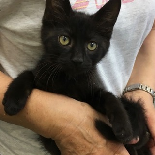 黒猫きょうだい