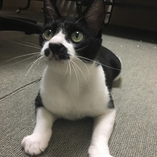 とっても甘えん坊！お母さん猫のはな♪