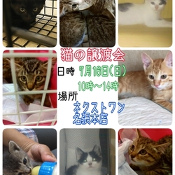 猫の譲渡会　三重県名張市