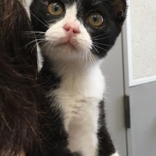 黒白ソックスちゃん