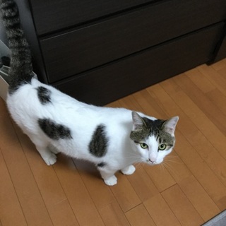 里親になってくれる方を募集しています。