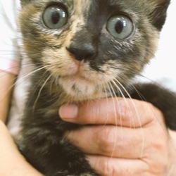 横須賀動物愛護センター開放DAY サムネイル2