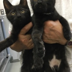 横須賀動物愛護センター開放DAY サムネイル3