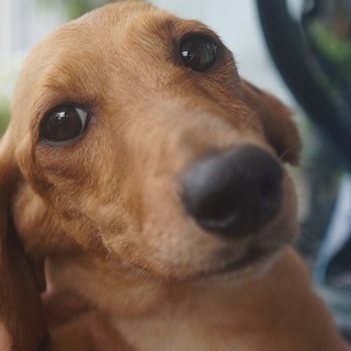 繁殖所引退犬♀超人間大好き甘えん坊のダックス♀