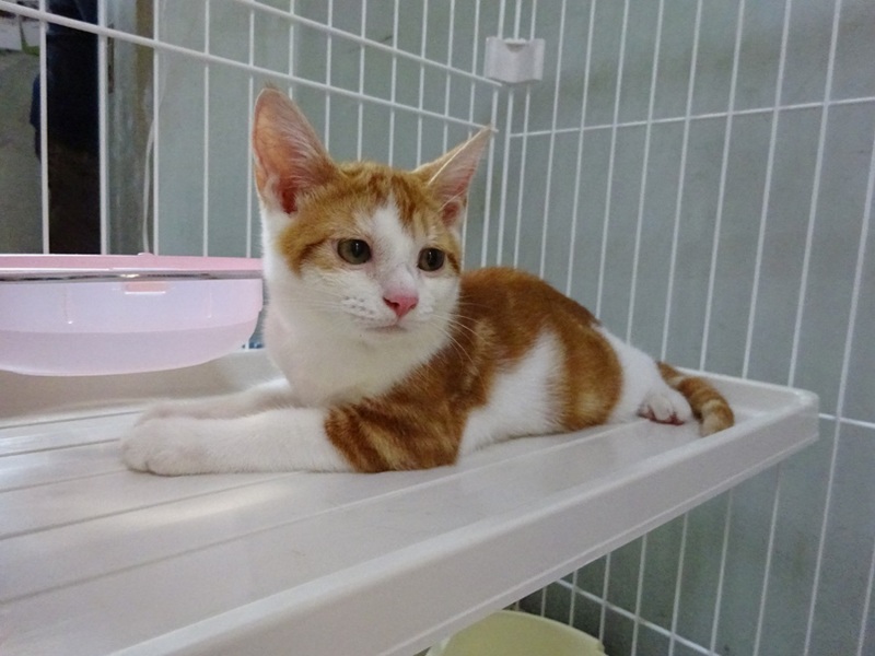 生後3か月アメショ柄の入 兵庫県 猫の里親募集 ペットのおうち 月間利用者150万人