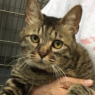 どっしりした大人トラ猫