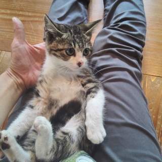 瞳が印象的なキジシロくん