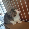 瞳が印象的なキジシロくん サムネイル4