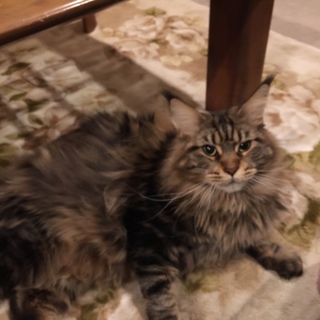 メインクーン/3歳の甘えん坊の女の子です。