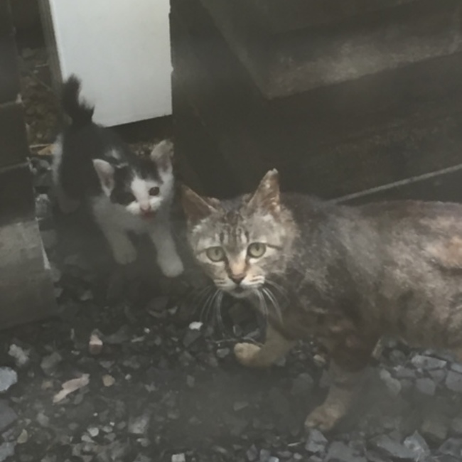 カッツェのカバー写真