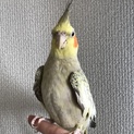 手乗りオカメインコ♀