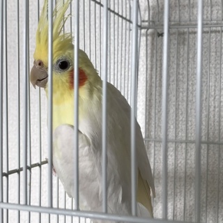 オカメインコ♂です