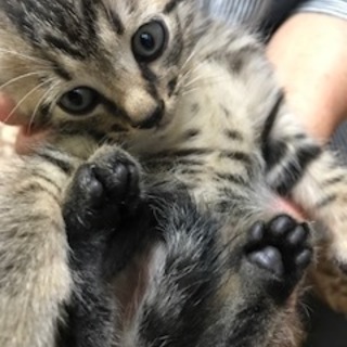 ５１０ｇ　トラ猫　男の子
