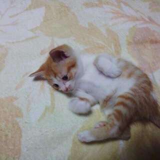 珍しい　茶しろ　３か月女の子